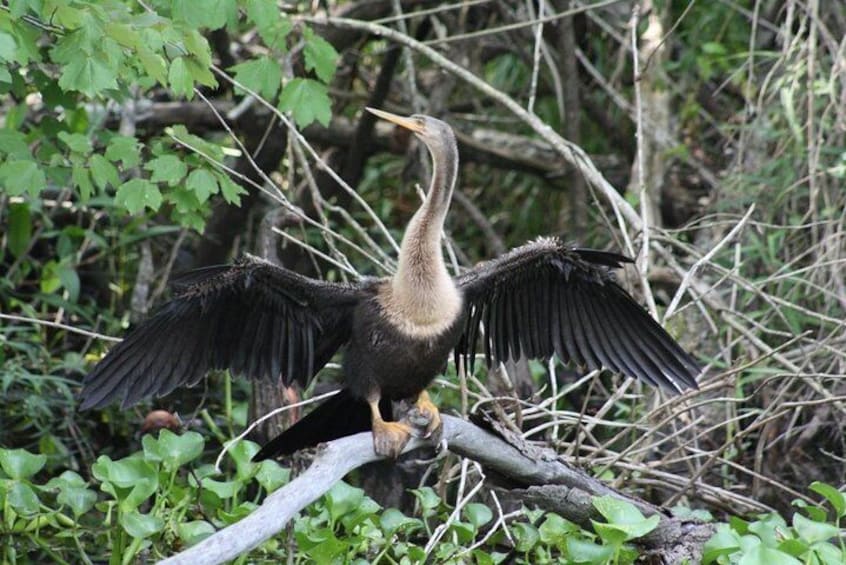 A bird with outstretched wings perched on a branch in a wooded area. 3