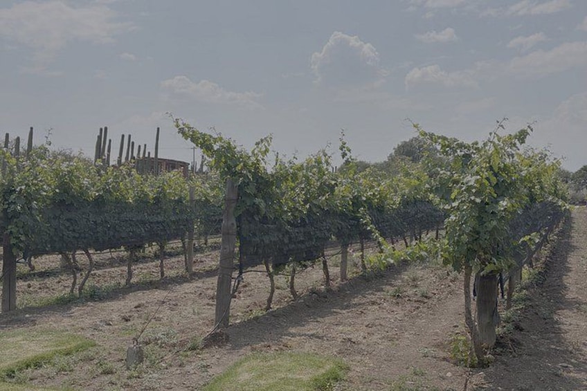 Rows of grapevines in a vineyard with a building in the background. 2
