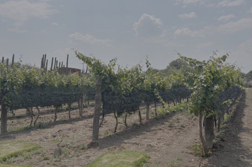 A vineyard with rows of grapevines and a building in the background. 2
