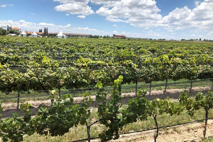 A vineyard with rows of grapevines under a clear sky. 5