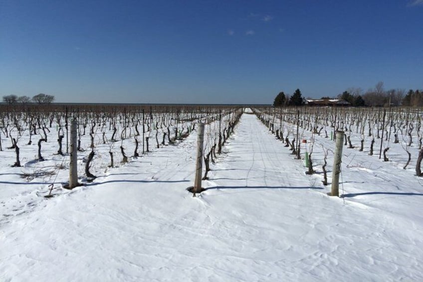 A vineyard with rows of grapevines under a clear sky. 2