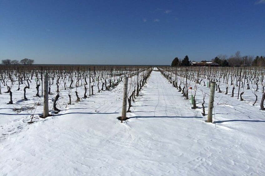 A vineyard with rows of grapevines in a snowy landscape. 2