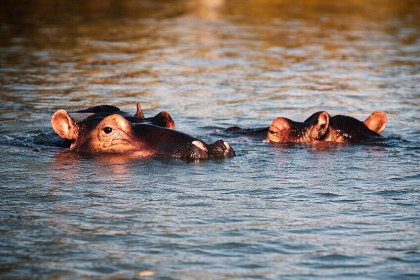 Two hippos partially submerged in water. 1