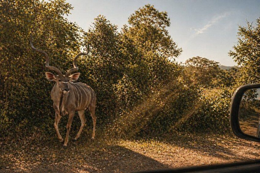 A kudu standing on a dirt path with dense foliage in the background. 3