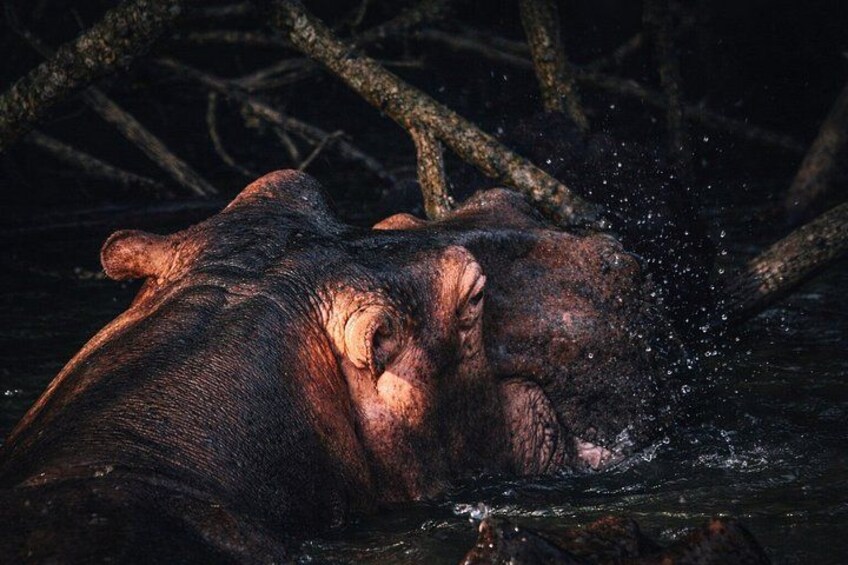 A hippo partially submerged in water with splashes around it. 2