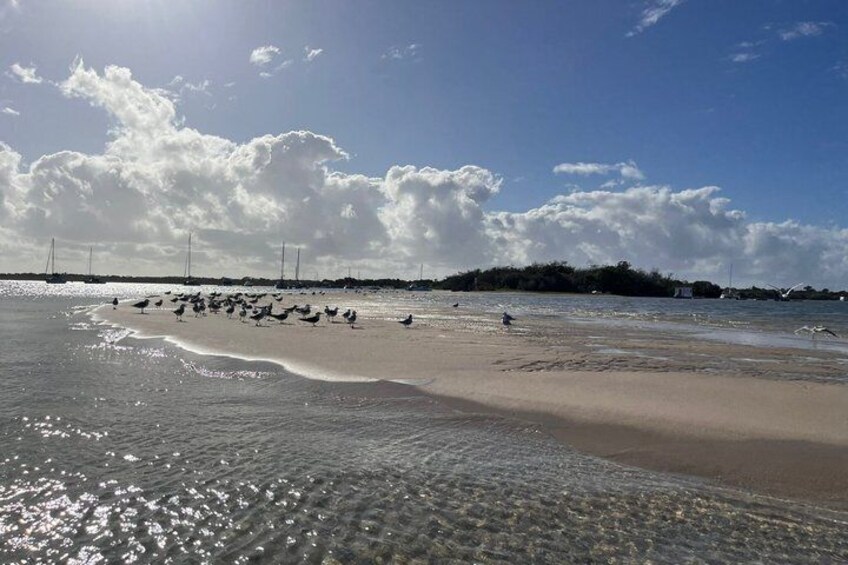 Gold Coast Discovery Kayak Tour Broadwater Nature Adventure 3