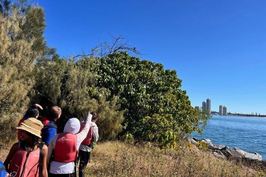 Gold Coast Discovery Kayak Tour Broadwater Nature Adventure 2