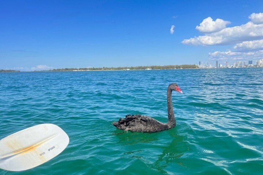 Gold Coast Discovery Kayak Tour Broadwater Nature Adventure 5