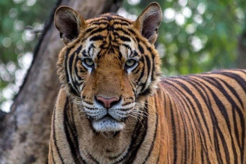 A tiger with distinctive orange fur and black stripes, standing in a natural setting with trees in the background. 1
