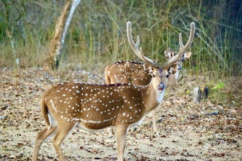 A deer with large antlers in a wooded area. 2