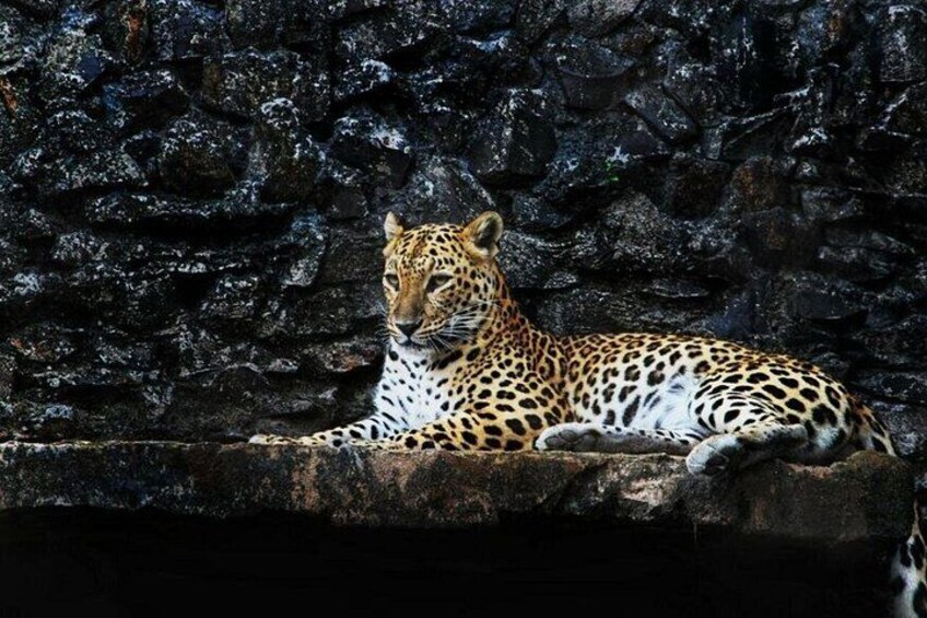 A leopard resting on a rocky ledge with a dark, textured background. 5