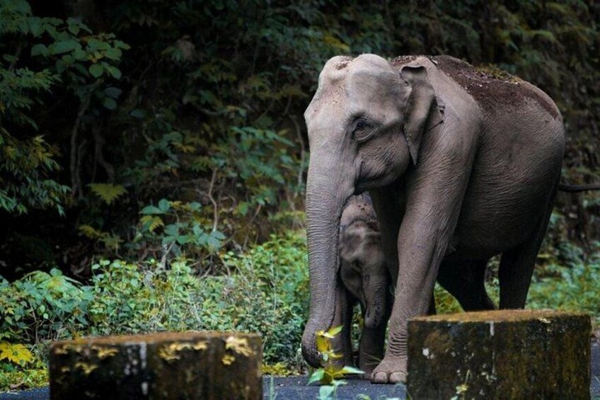 An elephant with its calf standing on a concrete platform surrounded by dense green foliage. 4