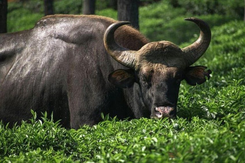 A large bull with prominent horns resting on a grassy field. 3