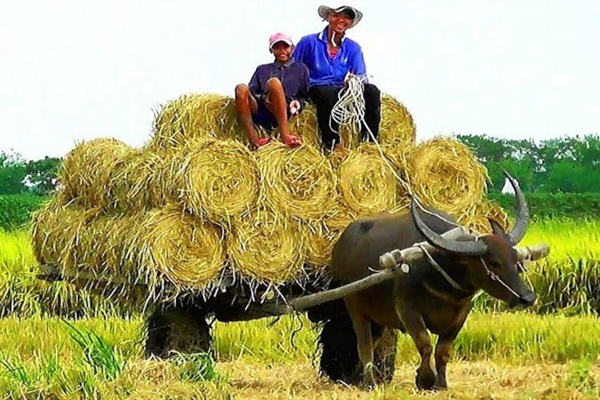 A person sitting on a hay cart pulled by an ox in a field. 2