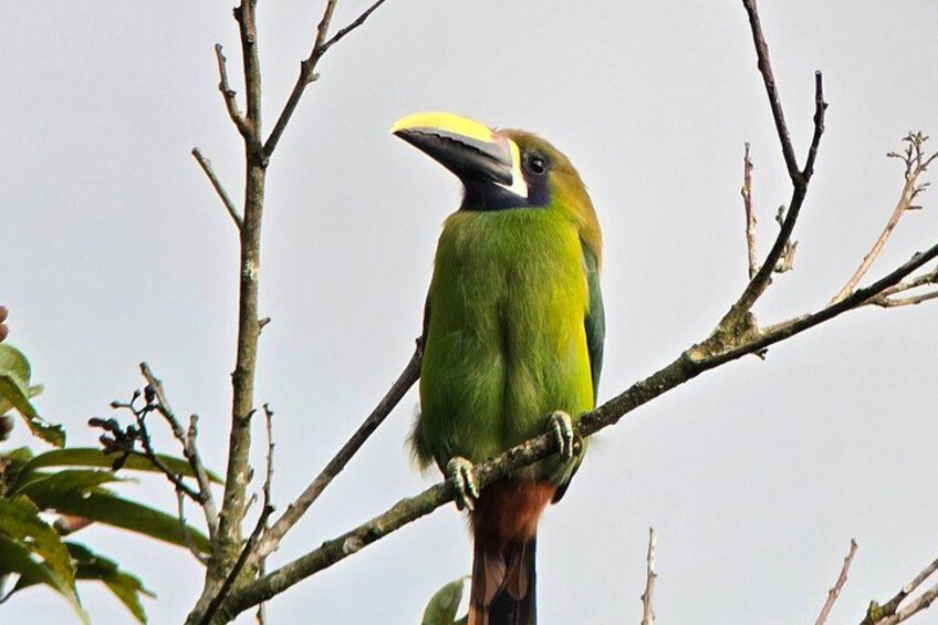 Un pájaro con pico amarillo posado en una rama. 4