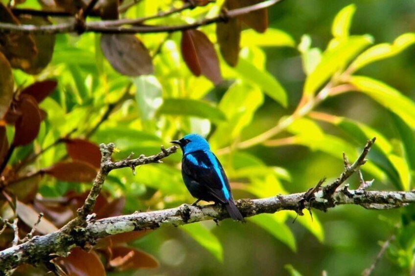 Birding spot in Monteverde: Guide + HD Scope & Binoculars+Photos 4