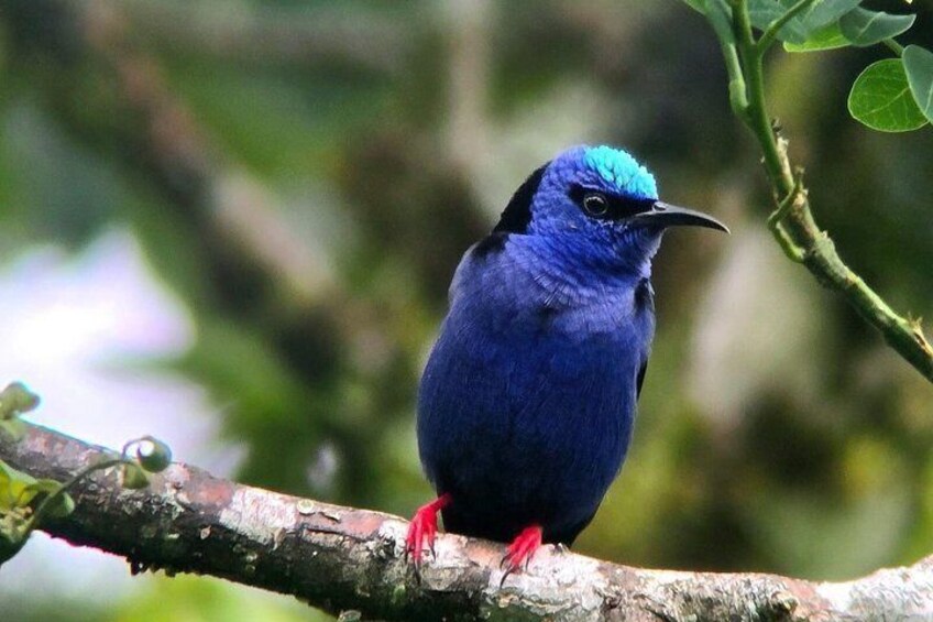Birding spot in Monteverde: Guide + HD Scope & Binoculars+Photos 2