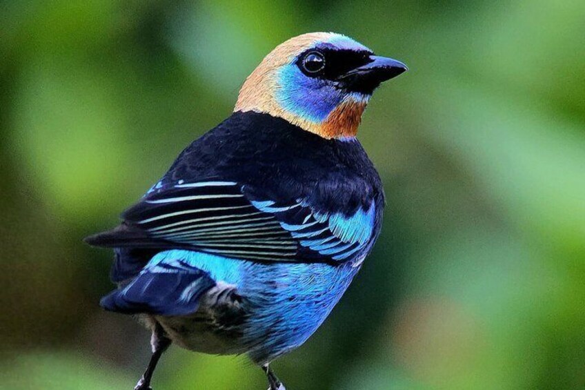 Birding spot in Monteverde: Guide + HD Scope & Binoculars+Photos 1