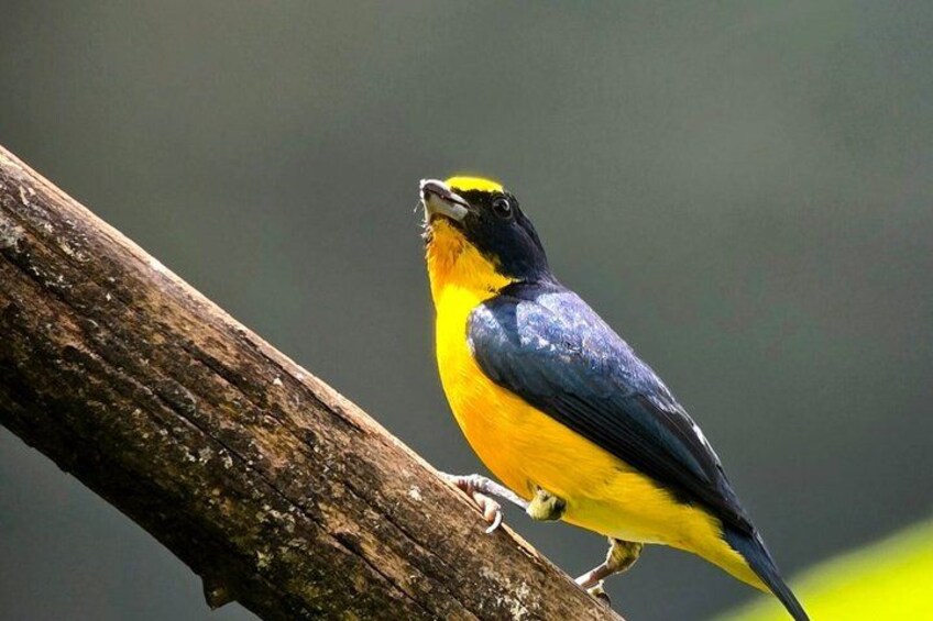 Birding spot in Monteverde: Guide + HD Scope & Binoculars+Photos 2