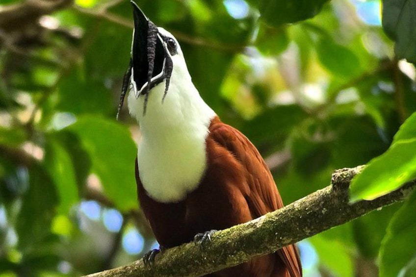 Birding spot in Monteverde: Guide + HD Scope & Binoculars+Photos 4