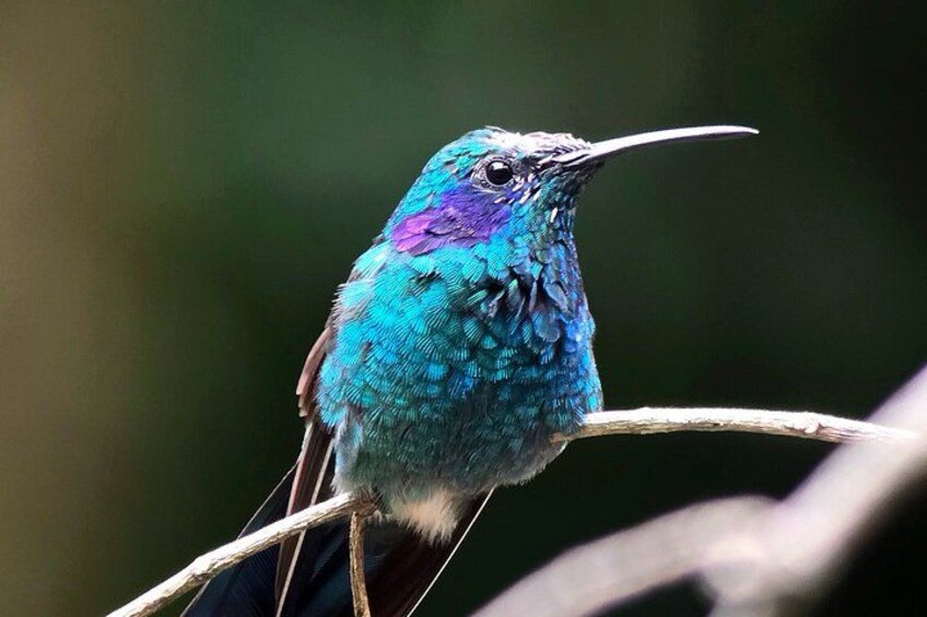 Birding spot in Monteverde: Guide + HD Scope & Binoculars+Photos 3