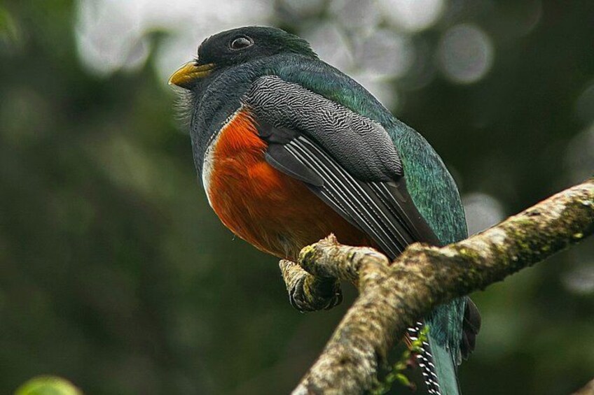 Un pájaro posado en una rama. 2
