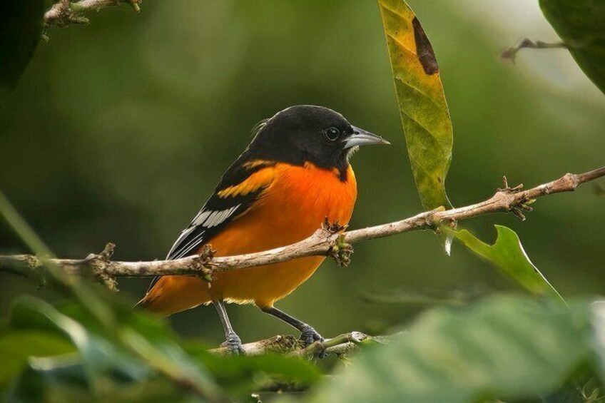 Birding spot in Monteverde: Guide + HD Scope & Binoculars+Photos 5