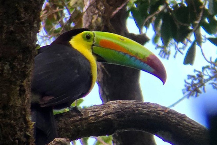 Birding spot in Monteverde: Guide + HD Scope & Binoculars+Photos 2