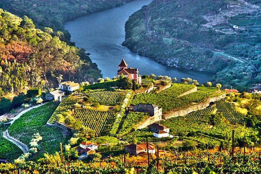 A vineyard with rows of grapevines, a church, and a river. 1