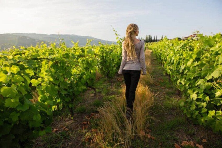 Douro Valley Small Group Day Tour with Wine Tasting & Lunch 2