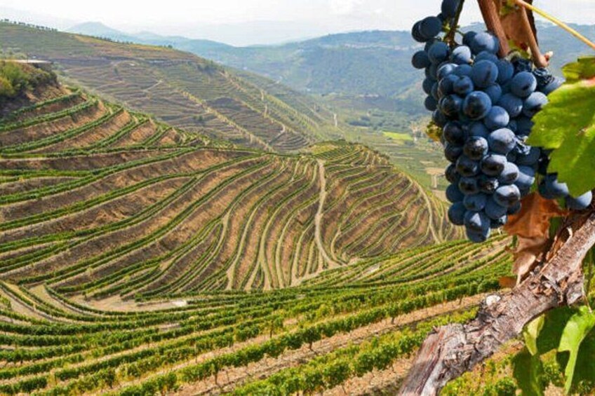 Douro Valley Small Group Day Tour with Wine Tasting & Lunch 3