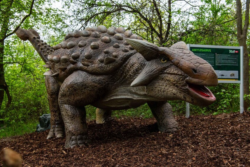 A life-sized Ankylosaurus dinosaur model in a forested area with a sign in the background. 4