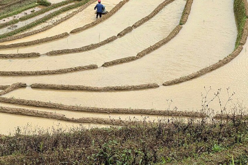 A person walking through rice paddies with water channels. 2