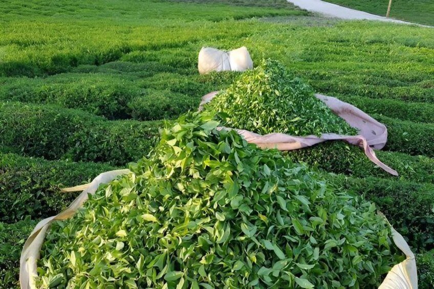 A garden with neatly trimmed hedges and a large pile of green leaves. 3