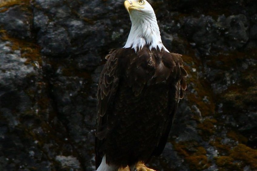 A bald eagle perched on a rock. 3
