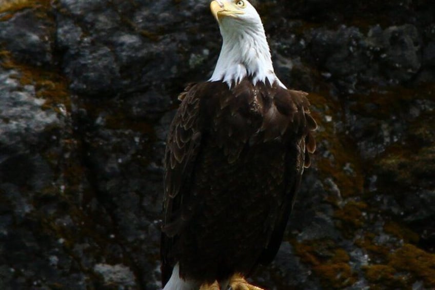 A bald eagle perched on a rock. 4