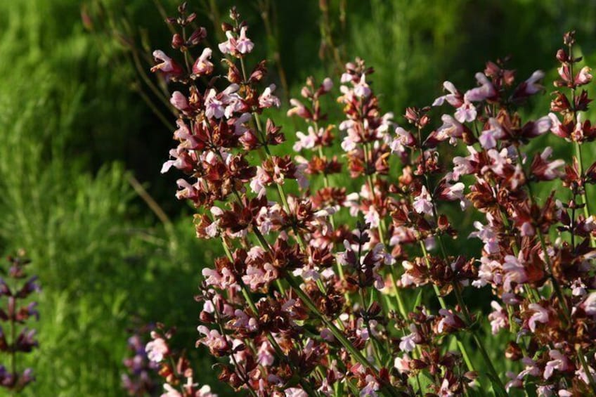 A cluster of pink and white flowers with green foliage in the background. 2