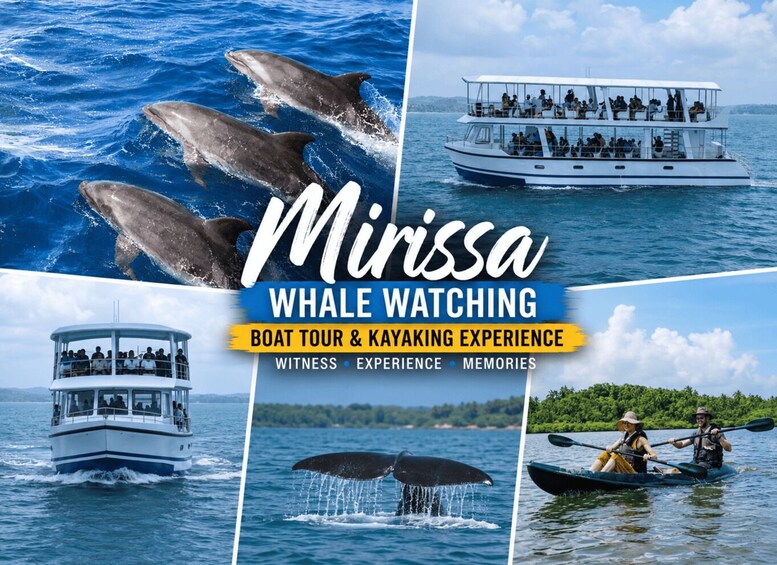 A whale watching tour with dolphins, a boat tour, and kayaking experience. 1