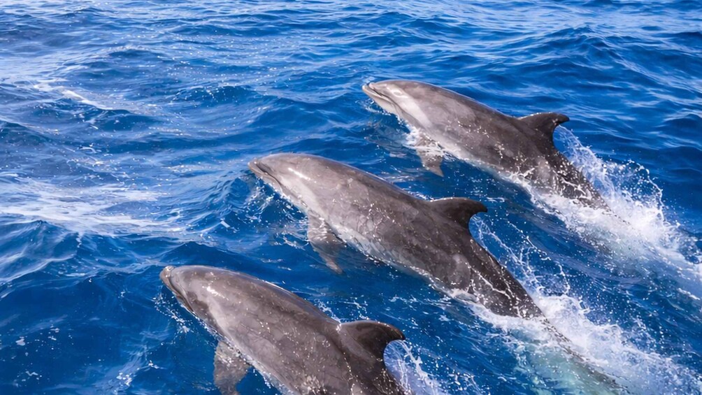 Three dolphins jumping out of the water. 2