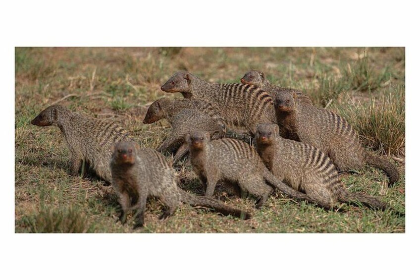 A group of meerkats on the ground. 1