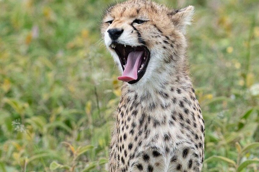 A cheetah with its mouth open, standing in a grassy field. 4