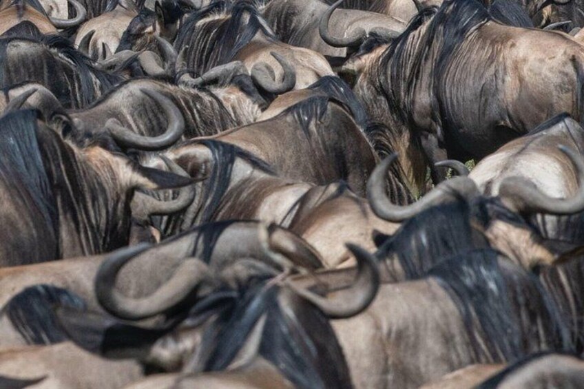 A herd of wildebeests with prominent curved horns and dark manes. 2