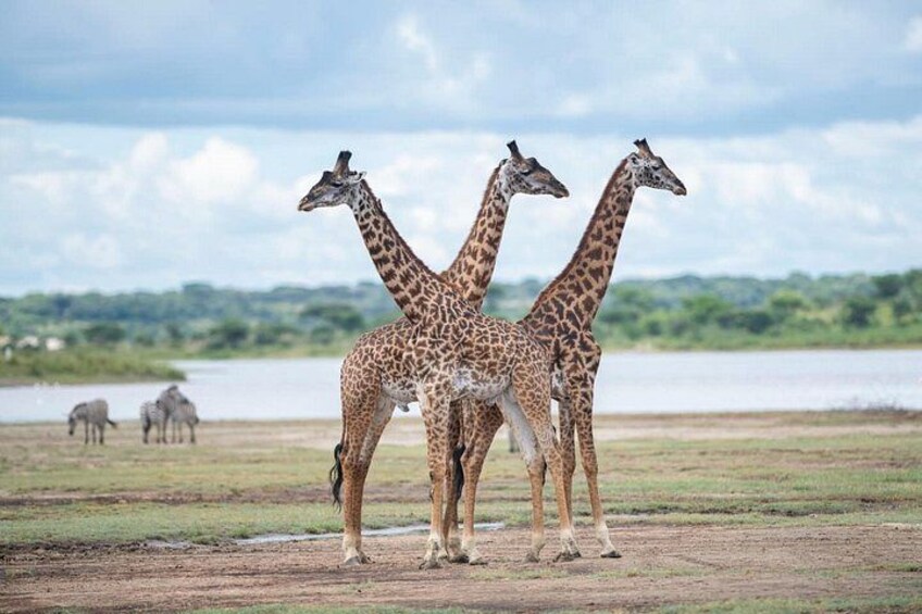 Three giraffes standing in a field with a lake and zebras in the background. 3