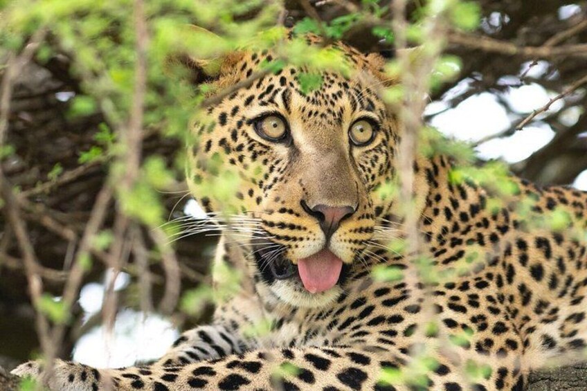 A leopard resting in a tree. 5