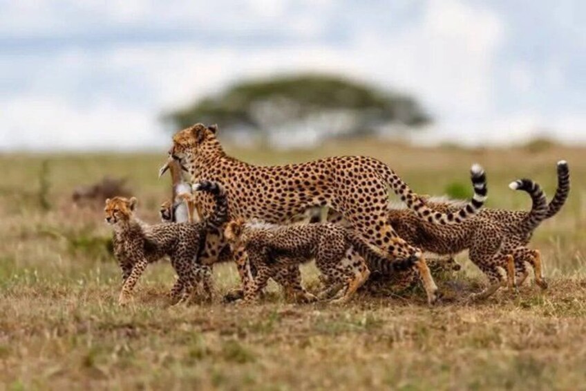A cheetah family in a grassy savannah with a tree in the background. 1