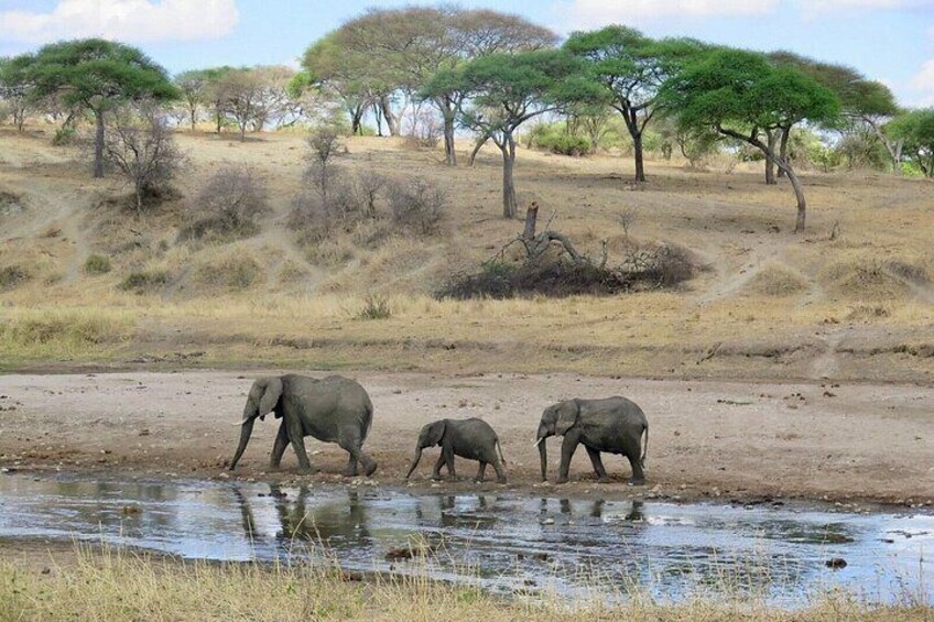 Three elephants by a water body with dry grassland and scattered trees in the background. 5