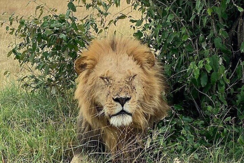 A lion resting in a grassy area with dense foliage in the background. 4