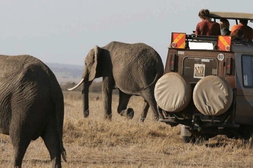 A safari vehicle with people on top, an elephant, and another elephant in a grassy field. 1