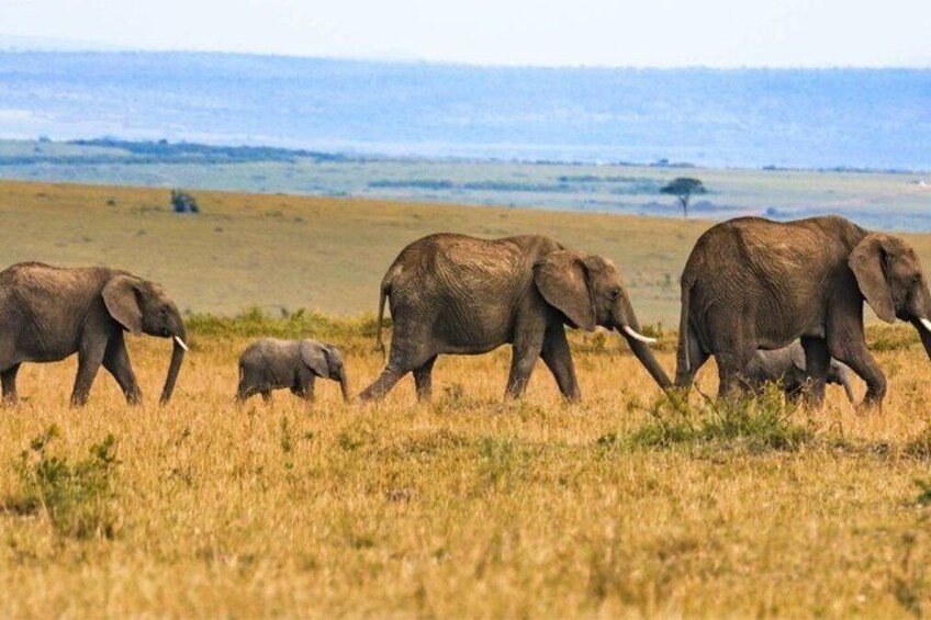 A herd of elephants walking across a grassy plain with a body of water in the background. 3