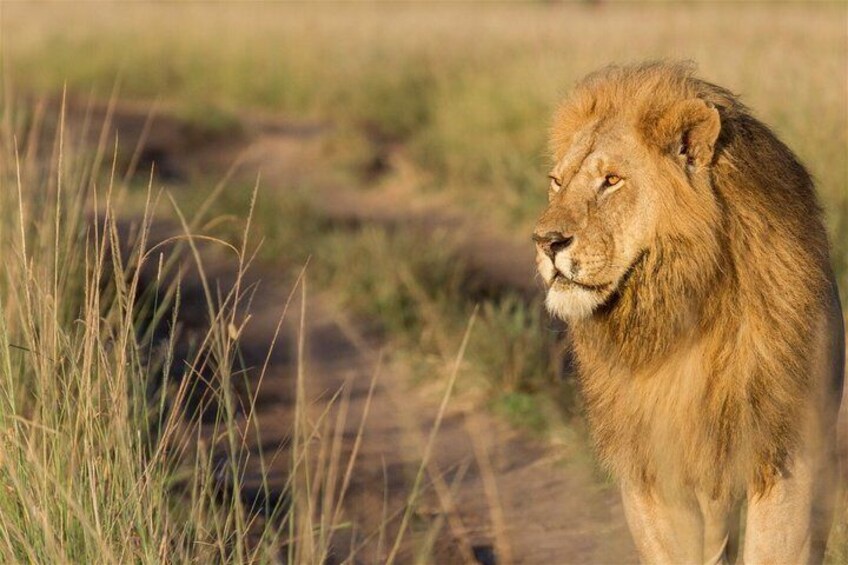 A lion standing on a dirt path with tall grass on either side. 2